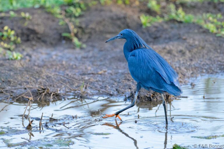 Black heron south africa 9