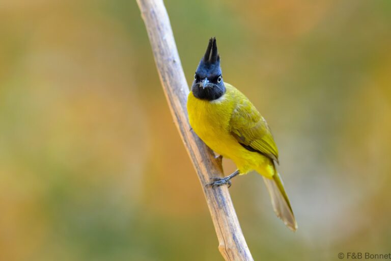 Black crested bulbul thailand 8