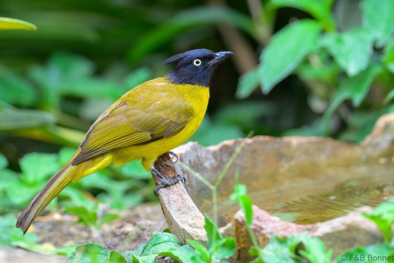 Black crested bulbul thailand 9