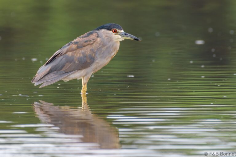 Black crowned night heron costa rica 1