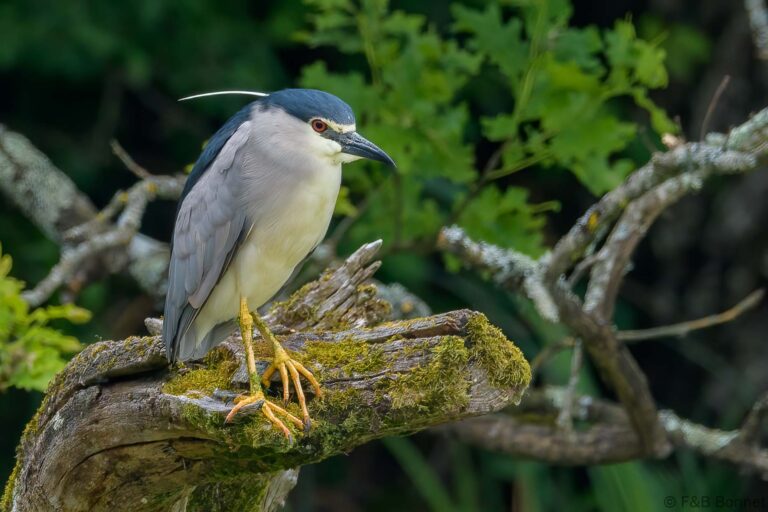 Black crowned night heron france 1