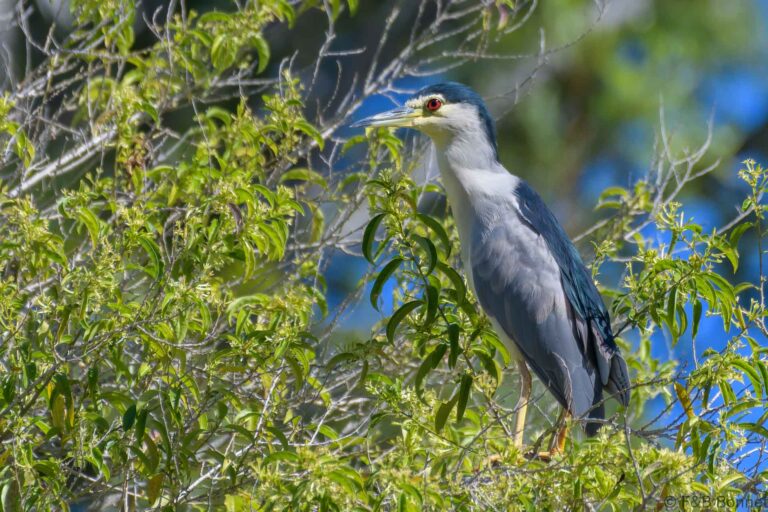 Black crowned night heron south africa 2