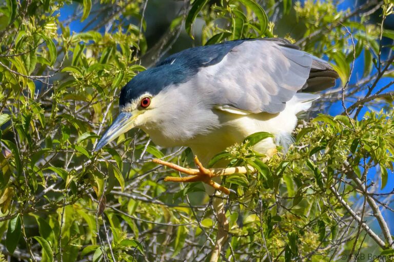 Black crowned night heron south africa 3