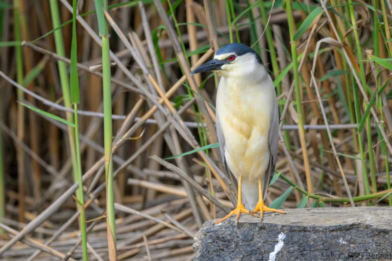 Black crowned night heron south africa 5