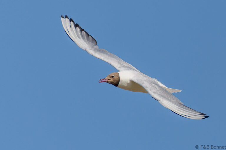Black-headed Gull_France-2