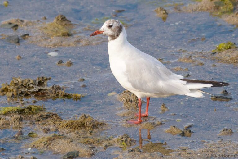 Black-headed Gull_France-3