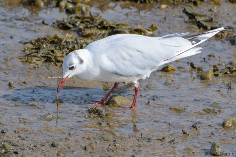 Black-headed Gull_France-4