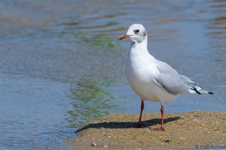 Black-headed Gull_France-5