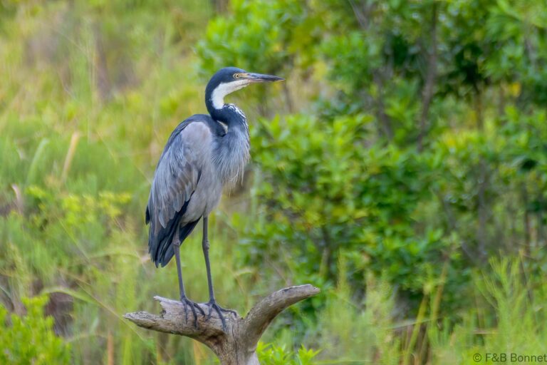 Black headed heron south africa 1