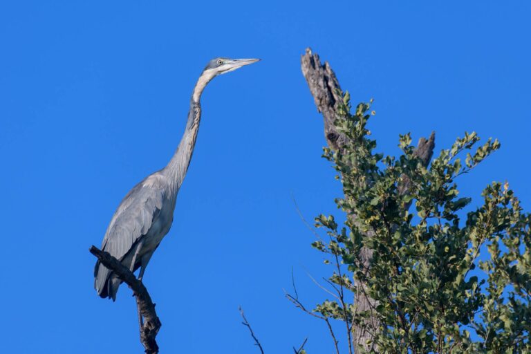 Black headed heron south africa 2