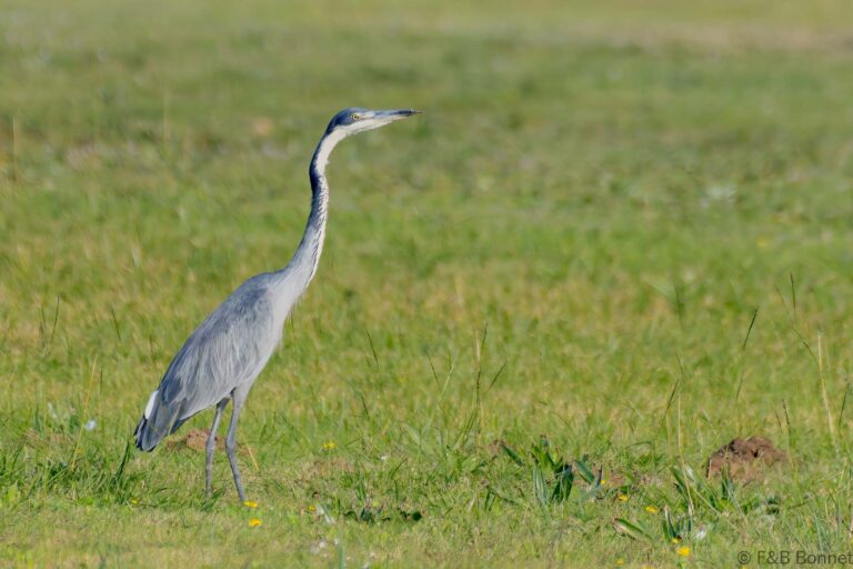 Black headed heron south africa 3