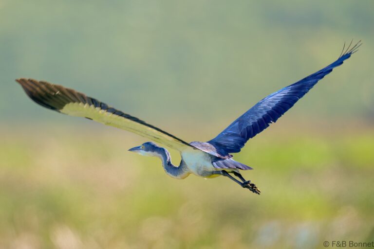 Black headed heron south africa 4
