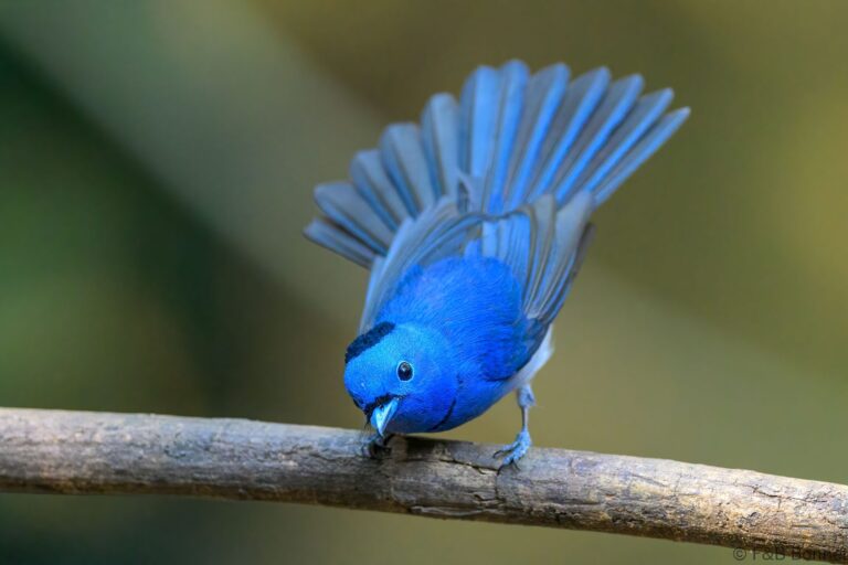 Black naped monarch thailand 10
