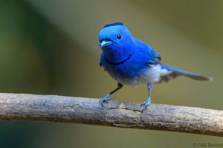 Black naped monarch thailand 8