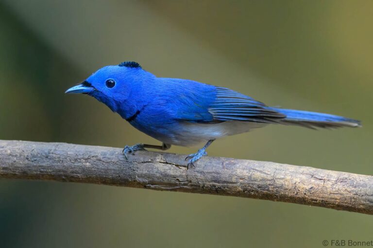 Black naped monarch thailand 9