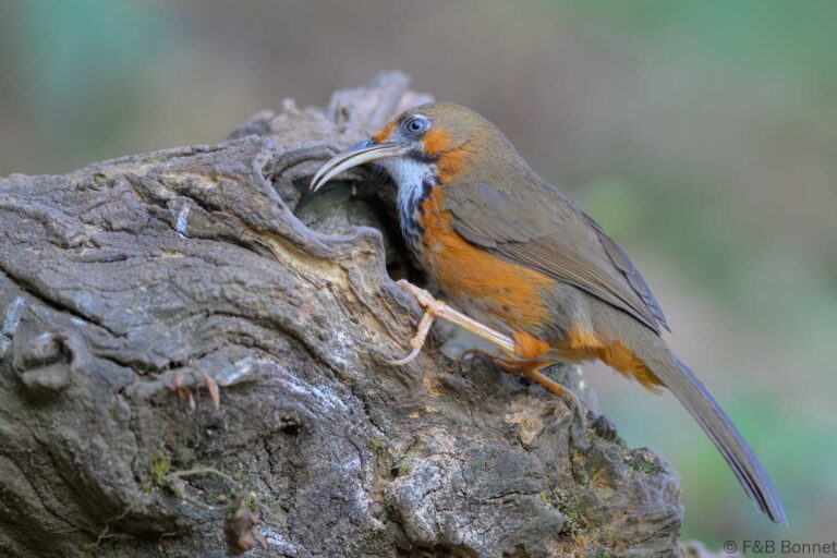 Black-streaked Scimitar Babbler_China-1