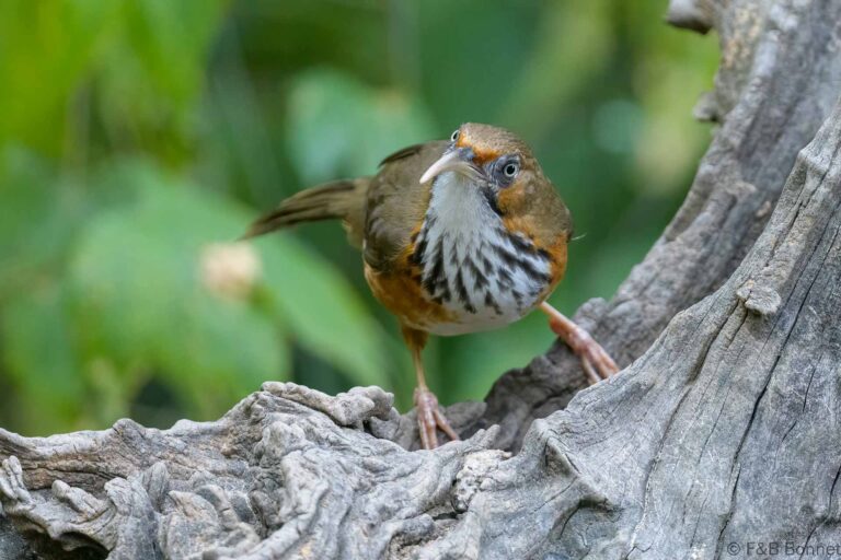 Black-streaked Scimitar Babbler_China-2