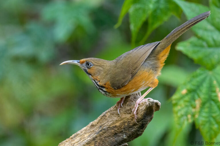 lack-streaked Scimitar Babbler_China-4