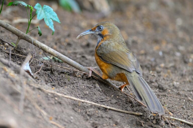 Black-streaked Scimitar Babbler_China-5