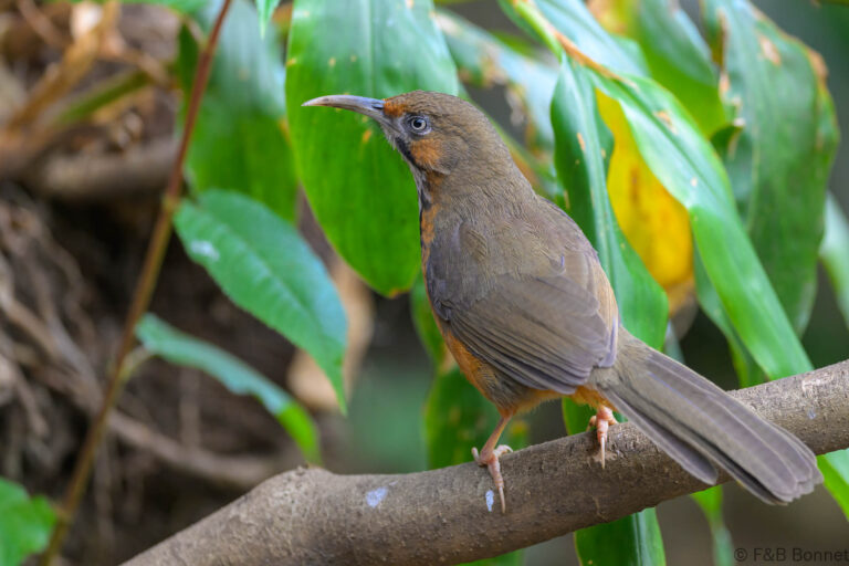 Black-streaked Scimitar Babbler_China-6
