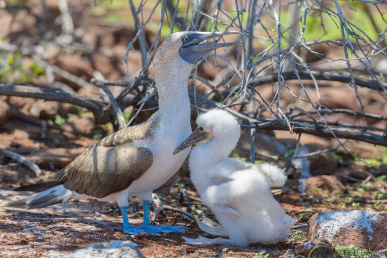 Blue-footed Booby_Ecuador-1