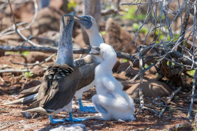 Blue-footed Booby_Ecuador-2