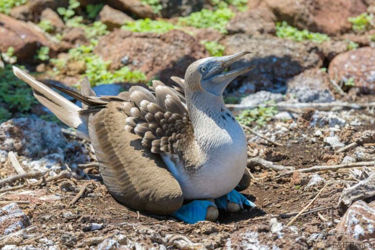 Blue-footed Booby_Ecuador-3