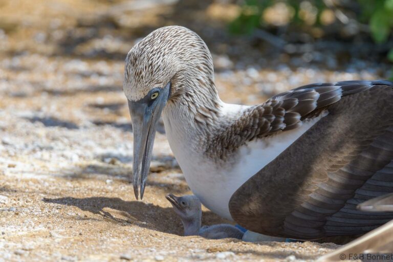 Blue-footed Booby_Ecuador-4