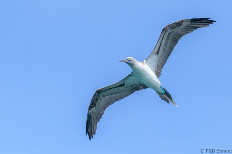 Blue-footed Booby_Ecuador-5