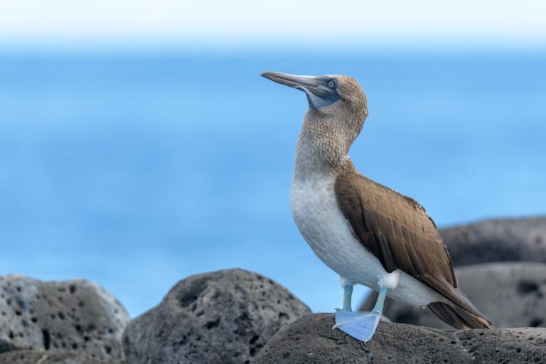 Blue-footed Booby_Ecuador-7