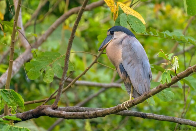 Boat billed heron costa rica 2