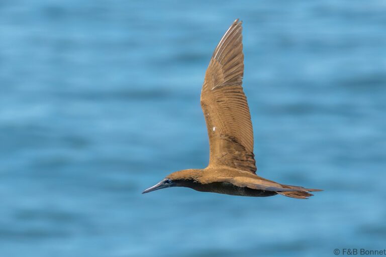 Brown Booby_Costa Rica-1