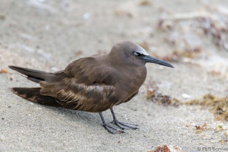 Brown Noddy_Ecuador-1