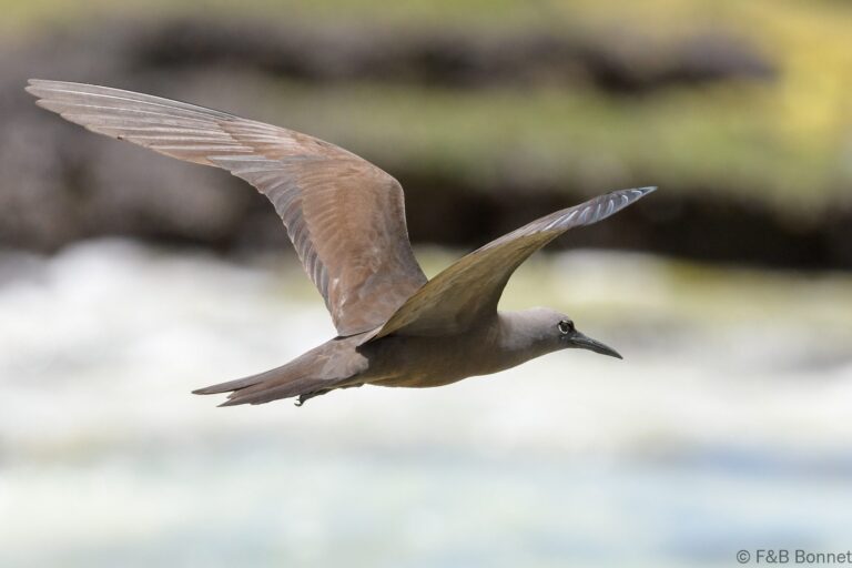 Brown Noddy_Ecuador-2
