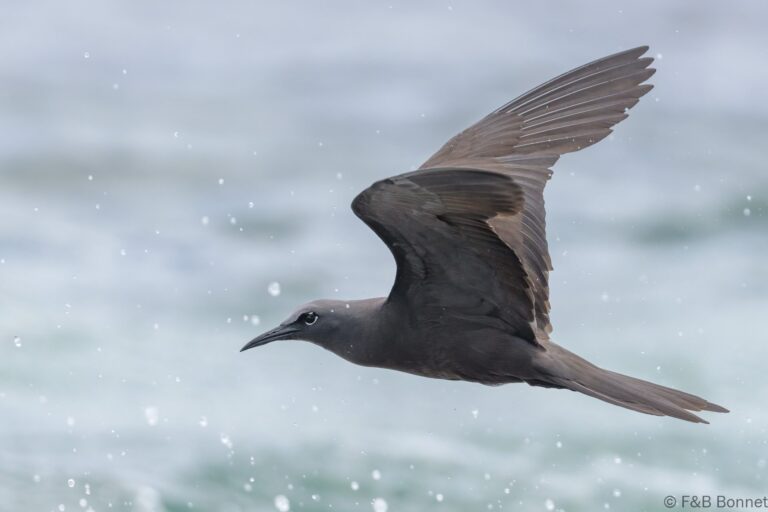 Brown Noddy_Ecuador-3