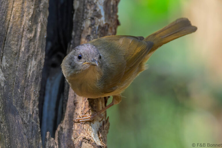 Brown cheeked fulvetta thailand 4
