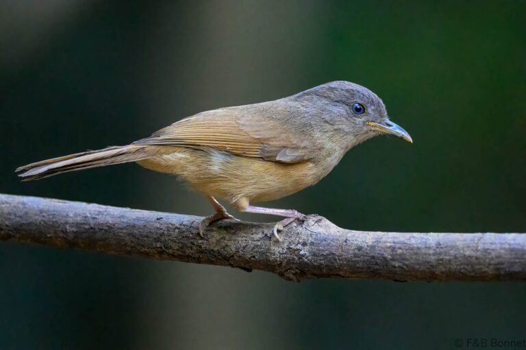Brown cheeked fulvetta thailand 5