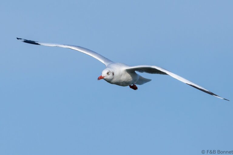 Brown-headed Gull_Thailand-1