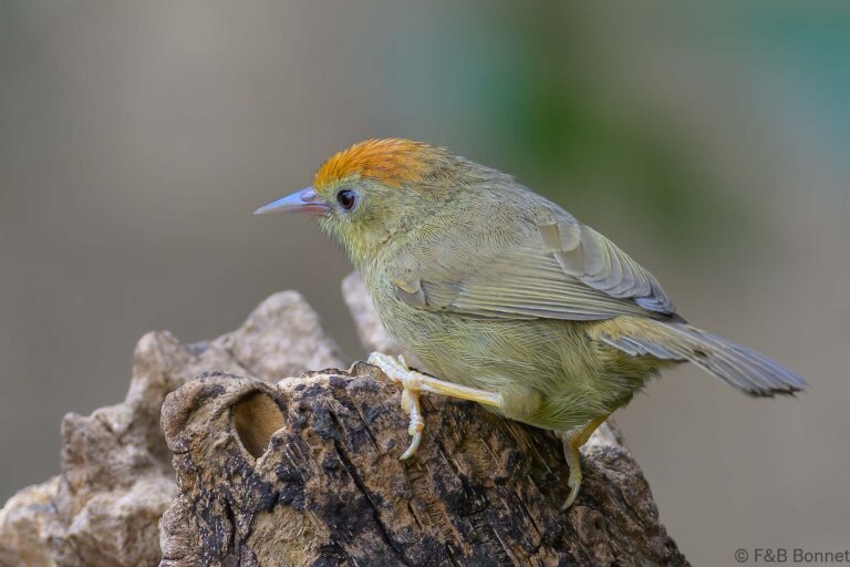 Buff-chested Babbler_China-1