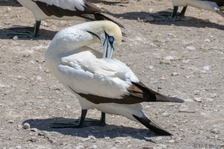 Cape Gannet_South Africa-1