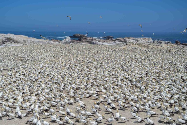 Cape Gannet_South Africa-3