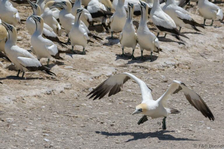 Cape Gannet_South Africa-4
