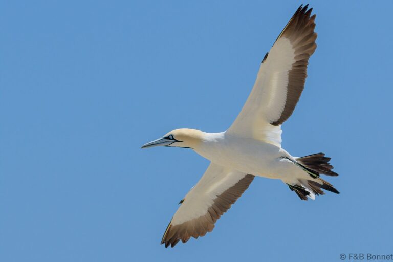 Cape Gannet_South Africa-5