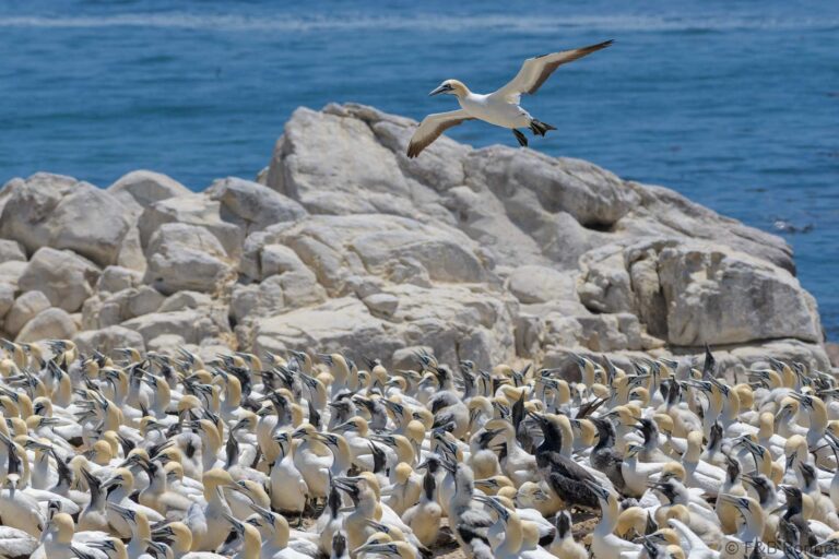 Cape Gannet_South Africa-6