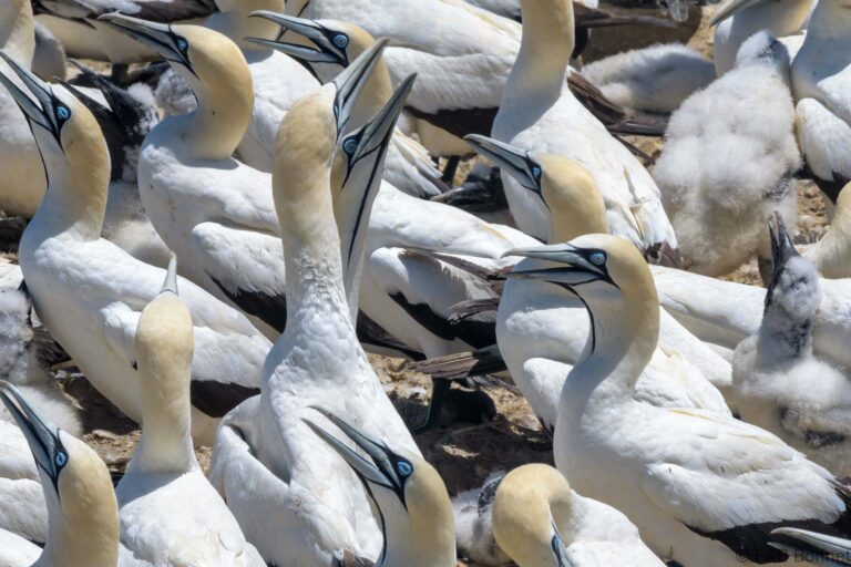 Cape Gannet_South Africa-7