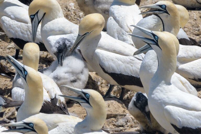 Cape Gannet_South Africa-8