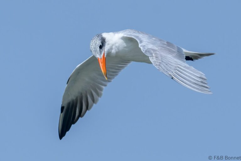 Caspian Tern_Senegal-1
