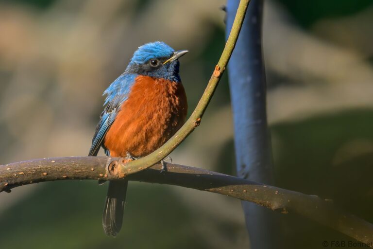 Chestnut-bellied Rock Thrush_China-2