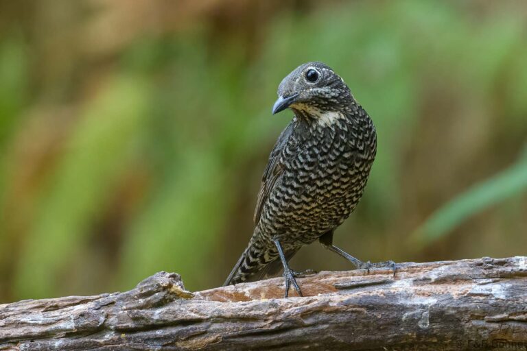 Chestnut-bellied Rock Thrush_China-3