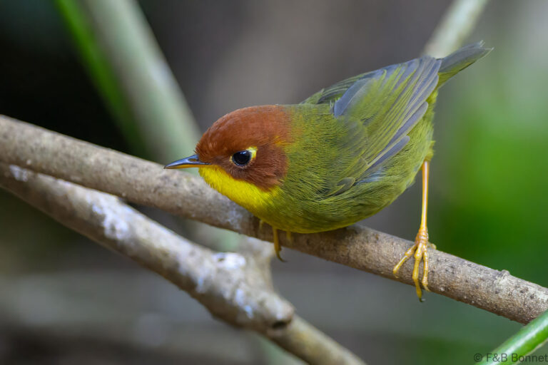 Chestnut-headed Tesia_China-1